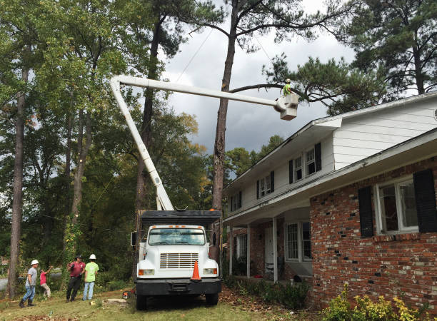 Best Residential Tree Removal  in Kodi, AK