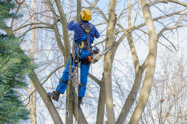 Best Tree Risk Assessment  in Kodi, AK