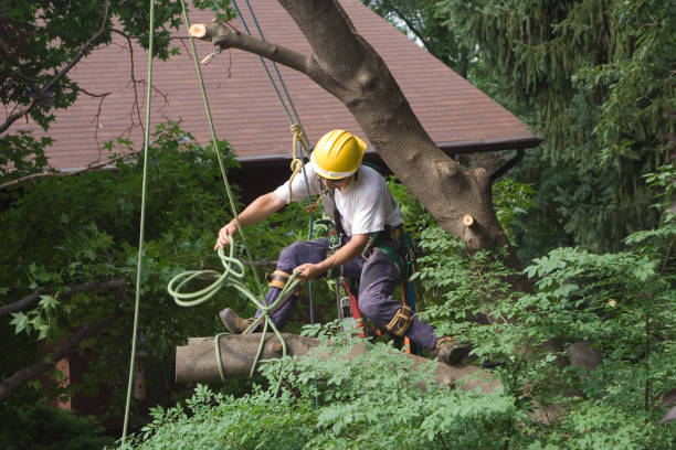 Kodiak, AK Tree Removal Services Company