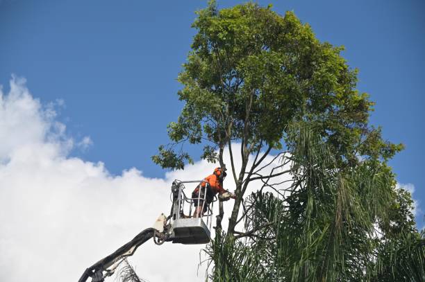 Best Stump Grinding and Removal  in Kodi, AK