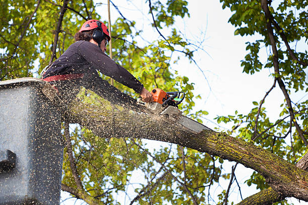 Best Tree Cabling and Bracing  in Kodi, AK