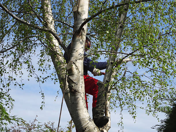 Best Tree Preservation Services  in Kodi, AK