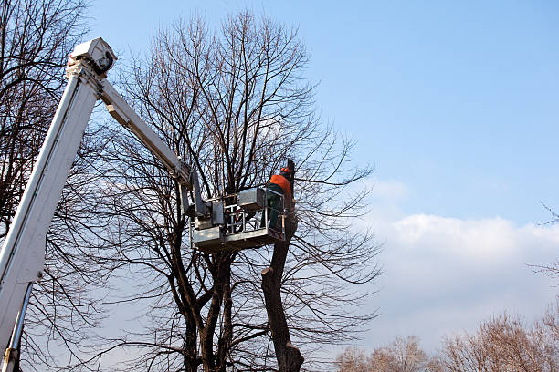 Best Tree and Shrub Care  in Kodi, AK