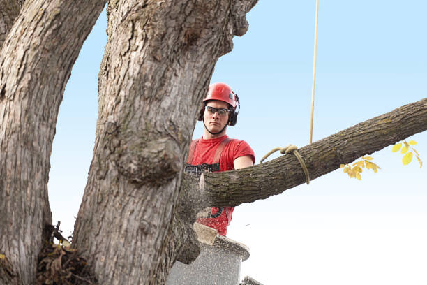 Best Residential Tree Removal  in Kodi, AK